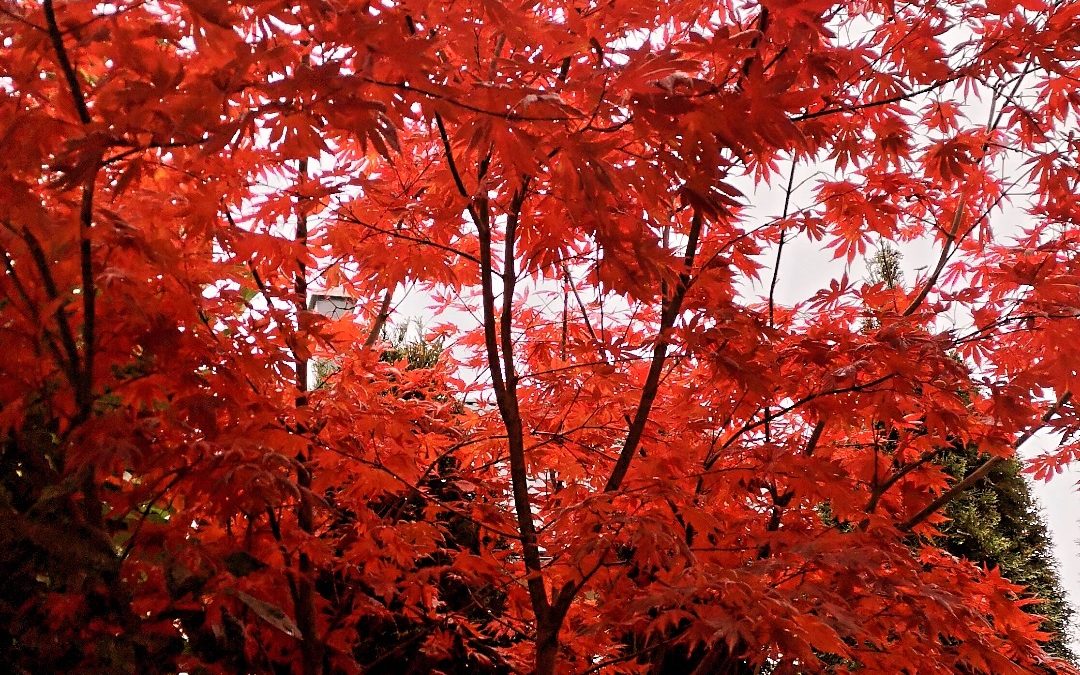 Združenje bank Slovenije je postalo podporni član mednarodne bančne zveze  za brezogljično bančništvo Net Zero Banking Alliance